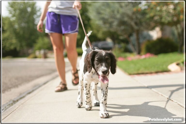 Step by step instructions to Shield Dogs Paws From Hot Asphalt: 5 Wellbeing Tips