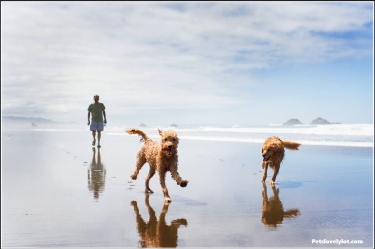 Agenda and Ways to take Your Dogs to the Ocean side