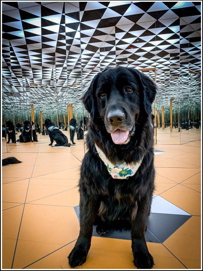 Museum of Illusions invites canines for a day