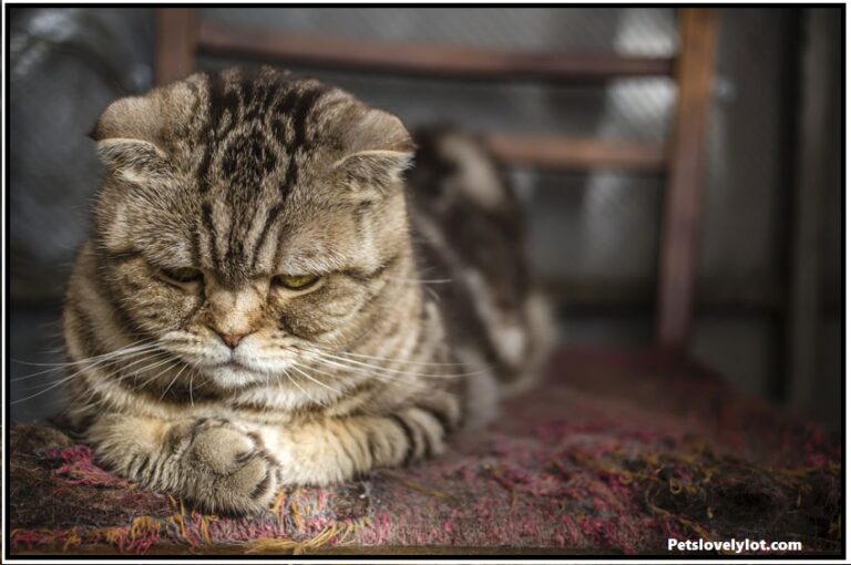 “10 Risk Signs that Your Cats is Stressed”