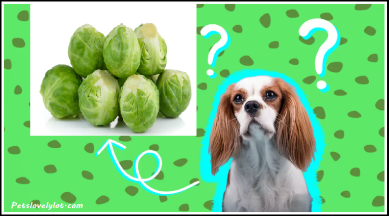 Can Will Dog Eat Brussels Sprouts?