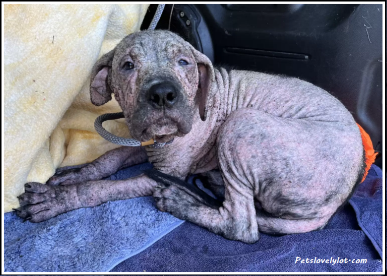 Puppy Found In Graveyard ground Has The Best Response To Seeing His Rescuers Again