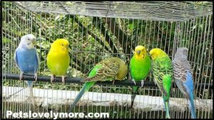 About Budgies and Birds